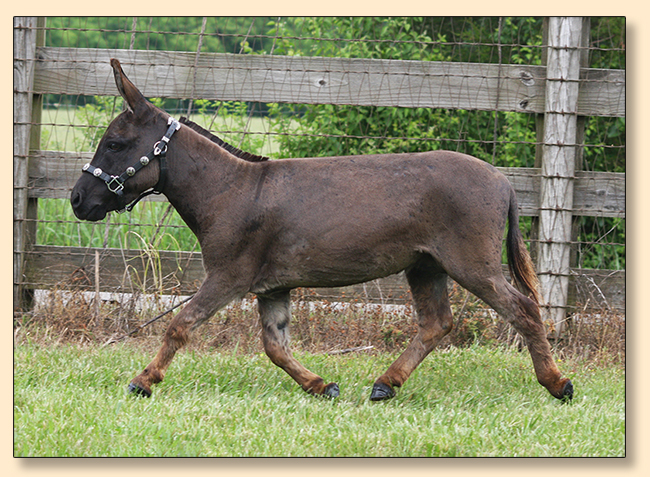 HHAA Little Much, co-owned by Southern Asspitality Miniature Donkeys