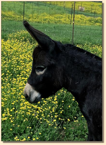 Miniature donkey sold at Half Ass Acres in Chapel Hill, Tennessee