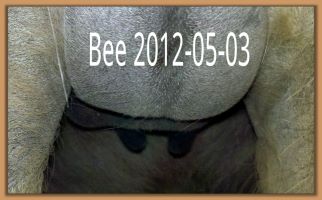 BeDazzled 2012-05-03