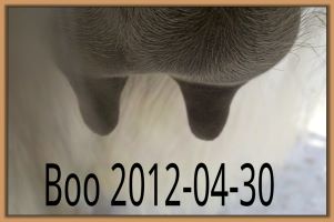 Boo's Teats 2012-04-30