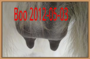 Boo 2012-05-03