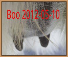 Boo 2012-05-10
