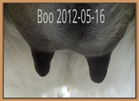 Boo 2012-05-16