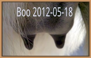 Boo 2012-05-18