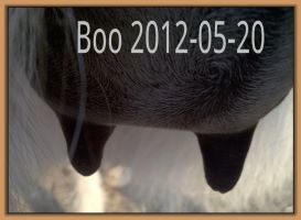 Boo 2012-05-20