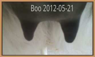 Boo 2012-05-21
