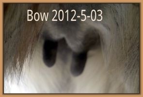 Bow 2012-05-03