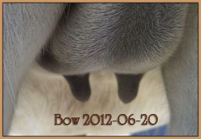 Bow 2012-06-20