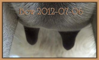 Bow 2012-07-06