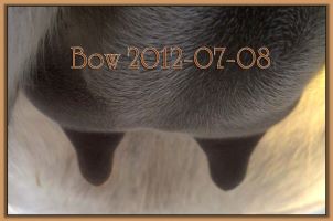 Bow 2012-7-08