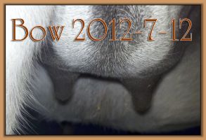 Bow 2012-7-12