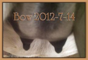 Bow 2012-7-14
