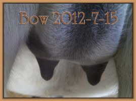 Bow 2012-7-15