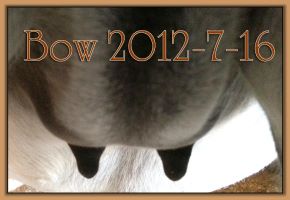 Bow 2012-7-16