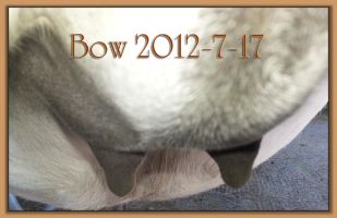 Bow 2012-7-17