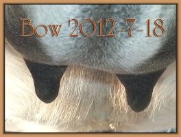 Bow 2012-7-18