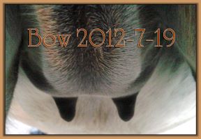 Bow 2012-7-19