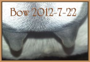 Bow 2012-7-22