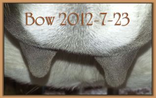 Bow 2012-7-23