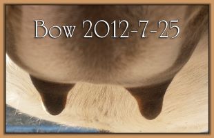 Bow 2012-7-25