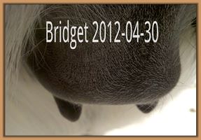 Bridget 2012-04-30