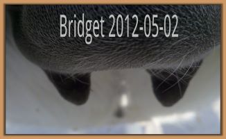 Bridget 2012-05-02