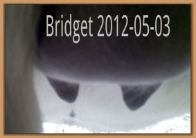 Bridget 2012-05-03