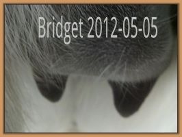 Bridget 2012-05-05