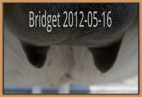 Bridget 2012-05-16