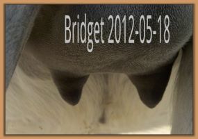 Bridget 2012-05-18