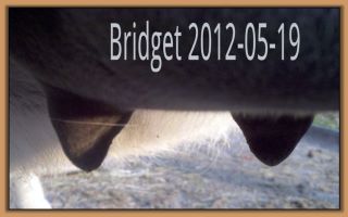 Bridget 2012-05-19