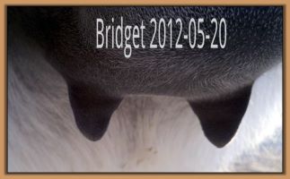 Bridget 2012-05-20