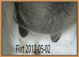 Flirt 2012-05-02