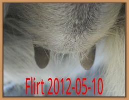 Flirt 2012-05-10