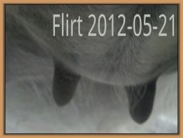 Flirt 2012-05-21