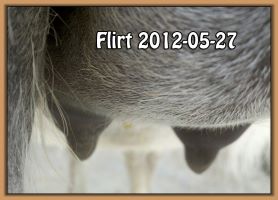 Flirt 2012-05-27