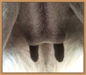 miniature donkey's teats and bag before foaling
