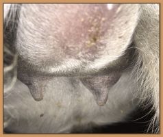 Photos of miniature donkey jennet's teats and bags that are close to foaling.