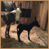 Newborn Miniature Donkey Foal born at Half Ass Acres in 2018.