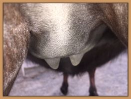 Photos of donkeys close to foaling a miniature donkey baby.