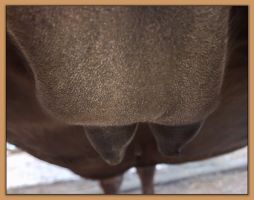 Photos of jennet's teats that are close to foaling.