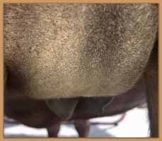 Photos of jennet's teats that are close to foaling.
