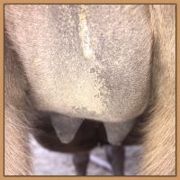 Photos of jennet's teats and bags that are close to foaling at Half Ass 