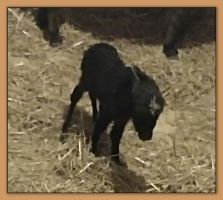 Newborn black with star miniature donkey foal for sale.