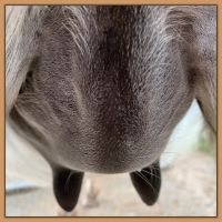 teats on a miniature donkey the day of foaling.