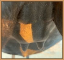 Miniature donkey, Black Beauty's teats and bag before foaling