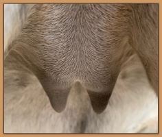 Miniature donkey, Lady's, photos of her teats and bag before foaling.