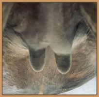 Miniature donkey, Lucia's, photos of teats and bag before foaling.