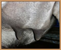 Miniature donkey, Sweet Punch, photos of bag and teats before foaling a miniature donkey baby.