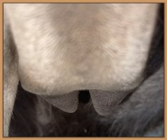 Photo of miniature donkey's teats and bag before foaling.